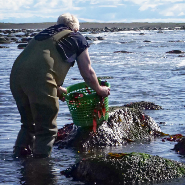 An old man with his basket, picking seaweed at the shore.