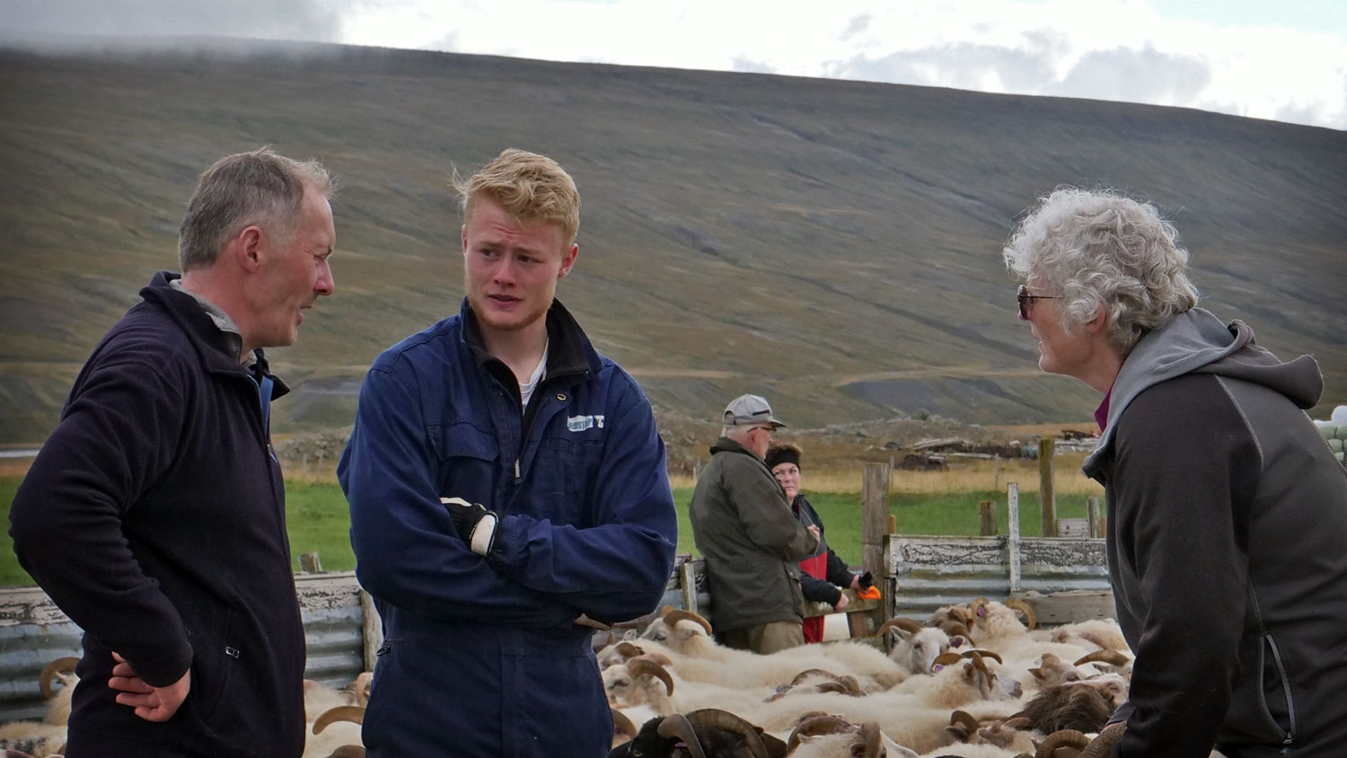 Three people talking and standing in a group of sheep.