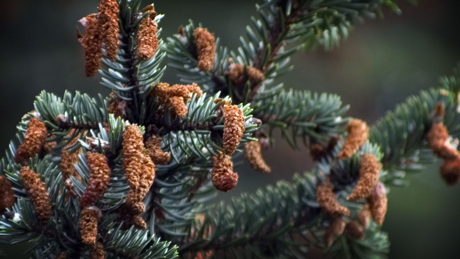 Pine cones on a tree